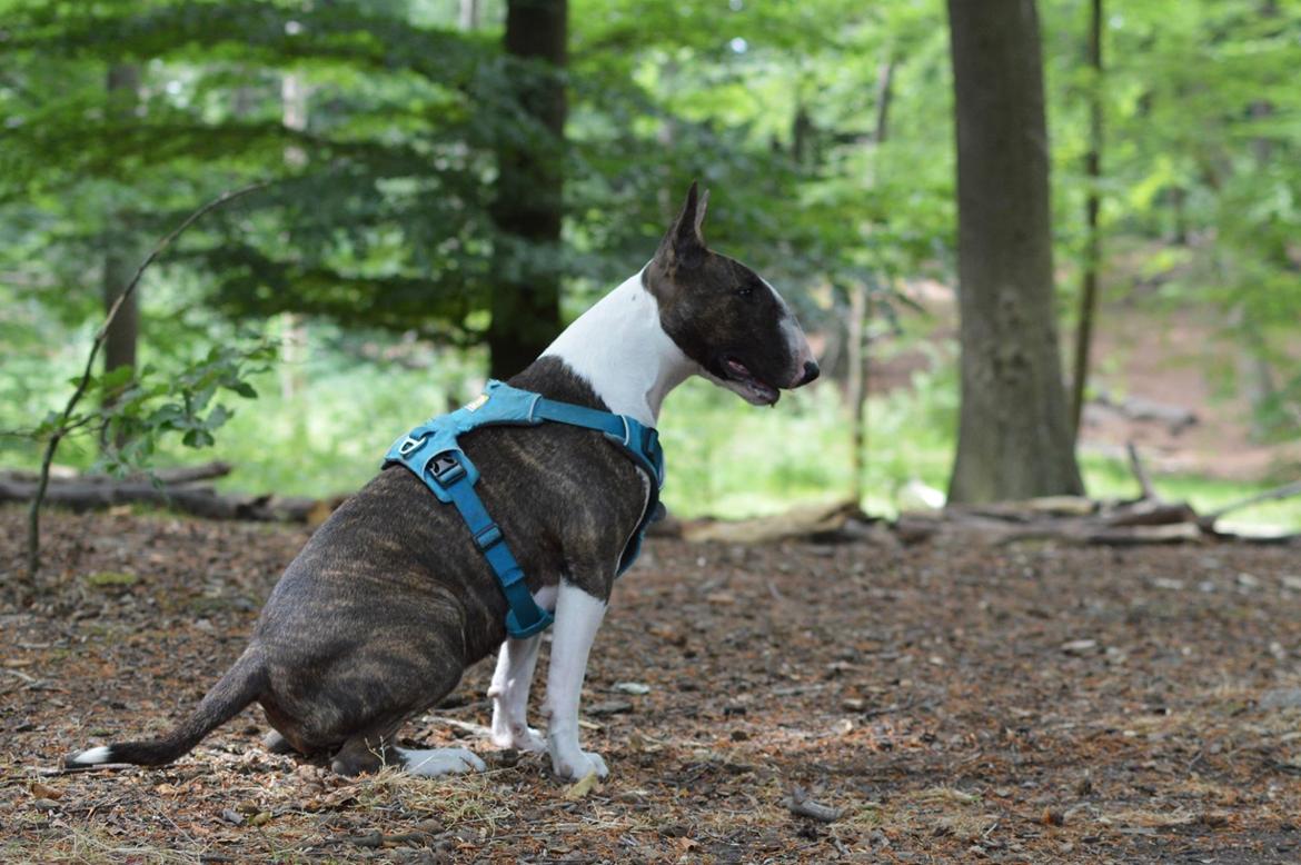 Bullterrier Qwerty (Danmar Bull's Rainbow Dash) - Skønheden <3  billede 5