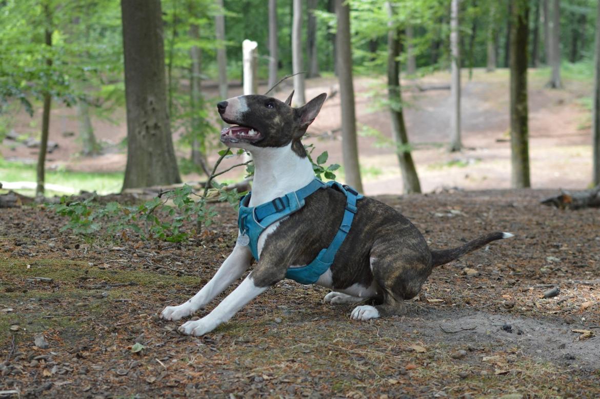 Bullterrier Qwerty (Danmar Bull's Rainbow Dash) - På spring ;)  billede 4