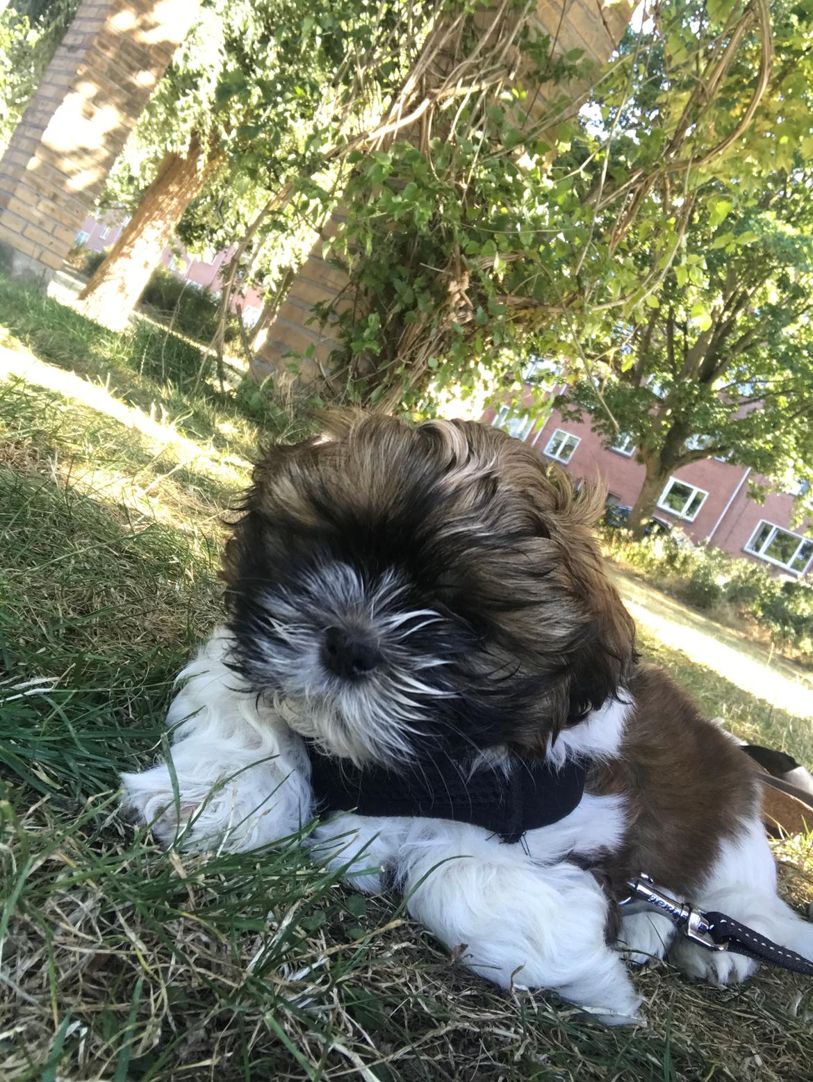 Shih tzu Otto billede 1