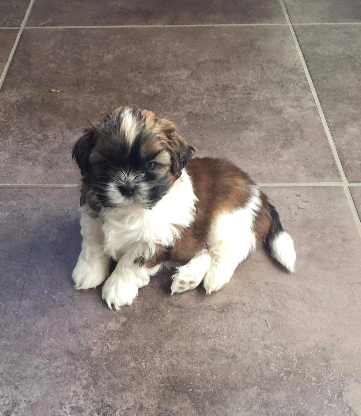 Shih tzu Otto billede 2