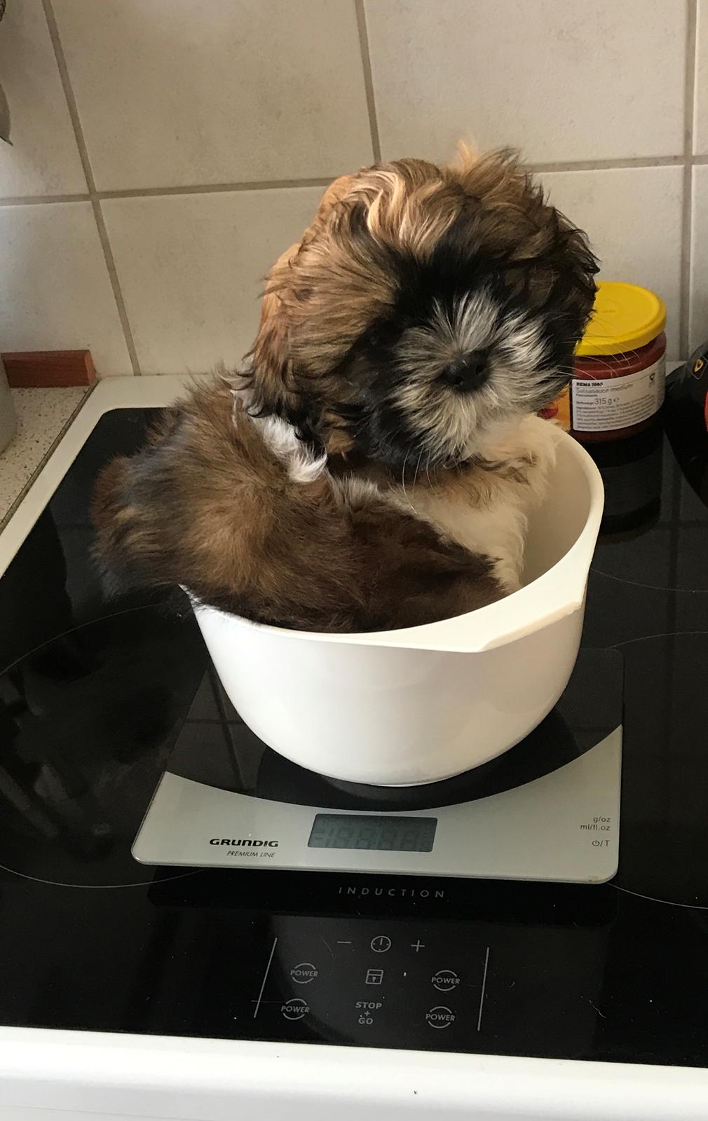 Shih tzu Otto billede 4