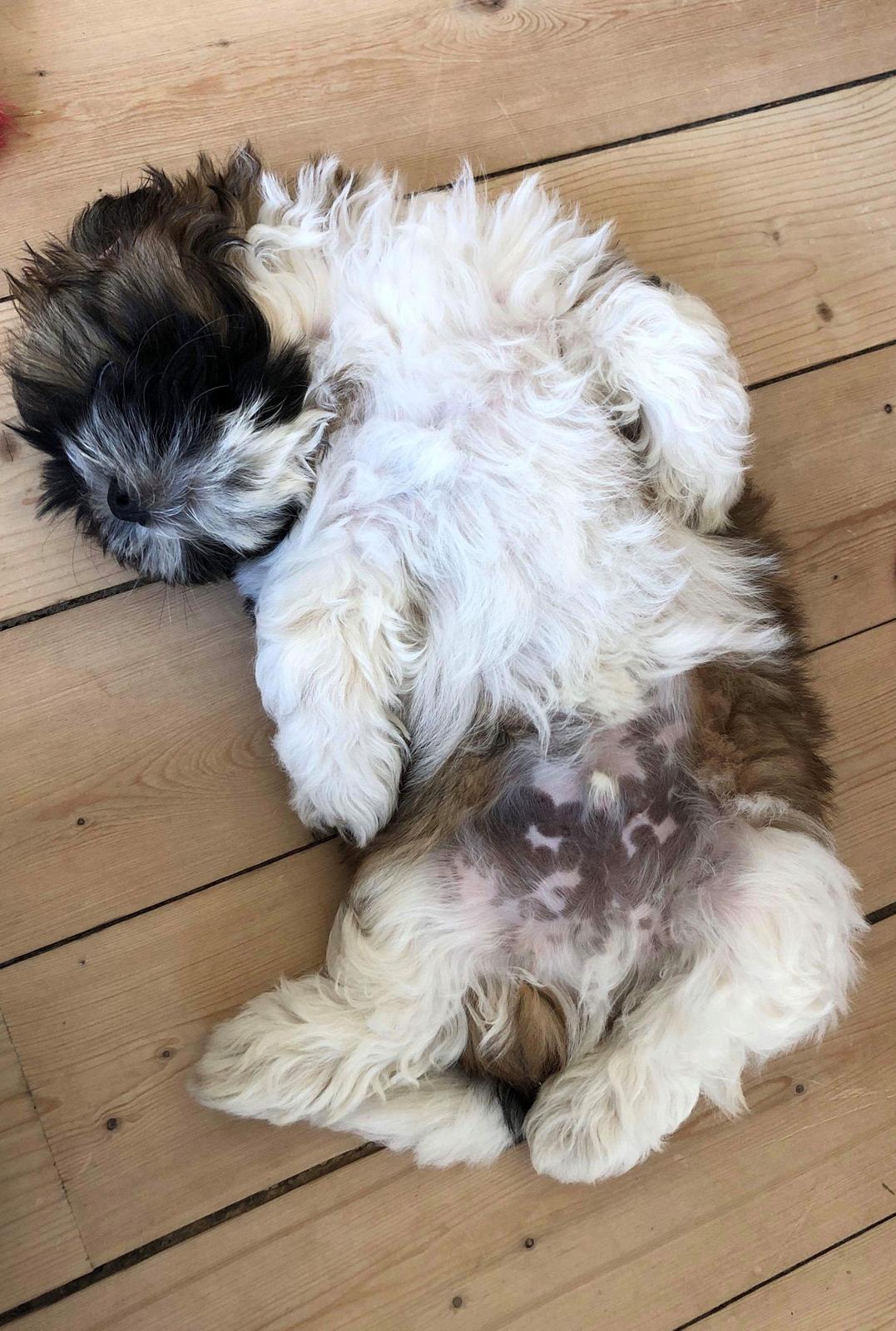 Shih tzu Otto billede 5