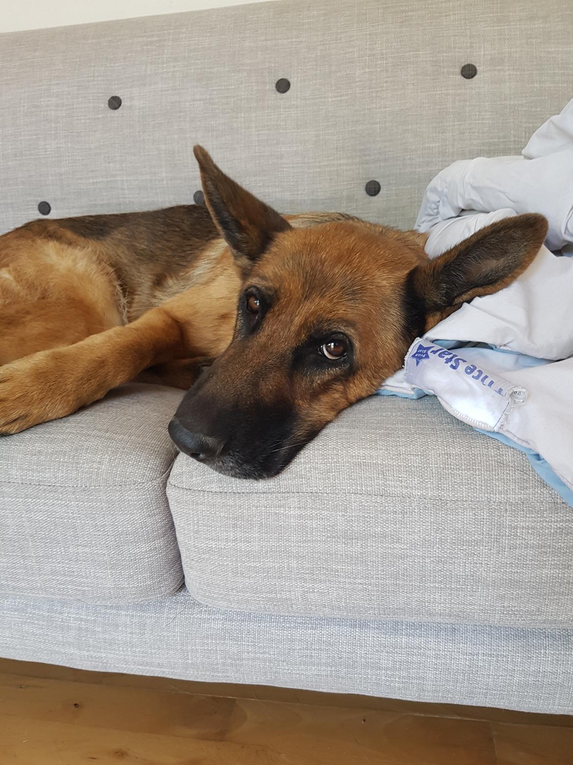 Schæferhund Arijel's Fidji  billede 1