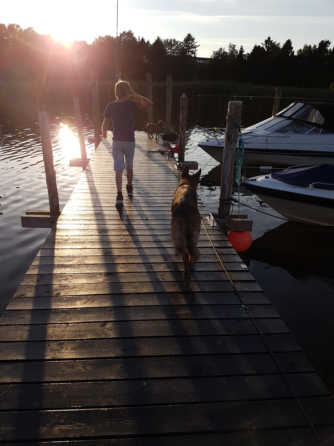 Schæferhund Arijel's Fidji  billede 2