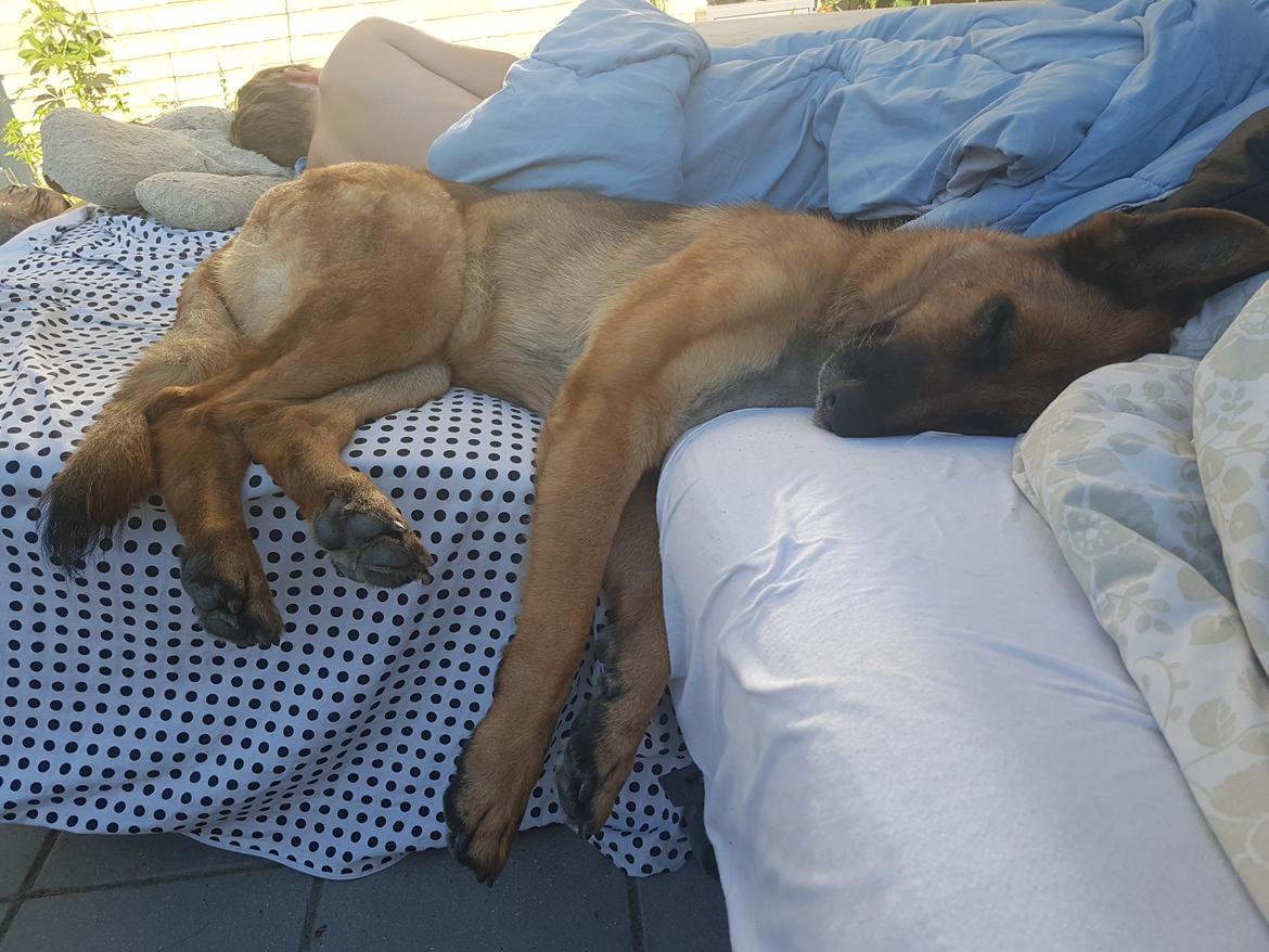 Schæferhund Arijel's Fidji  billede 3