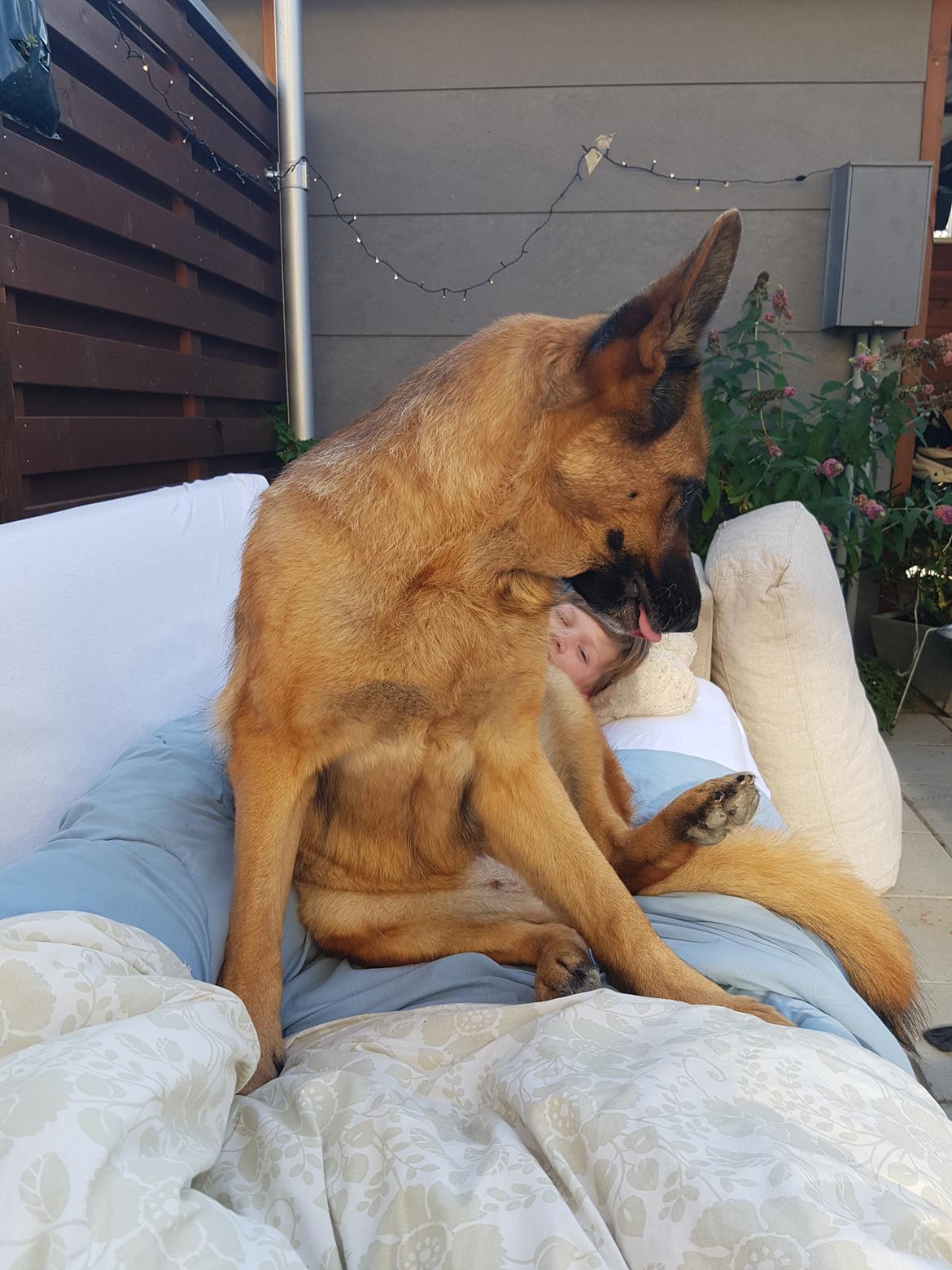 Schæferhund Arijel's Fidji  billede 4