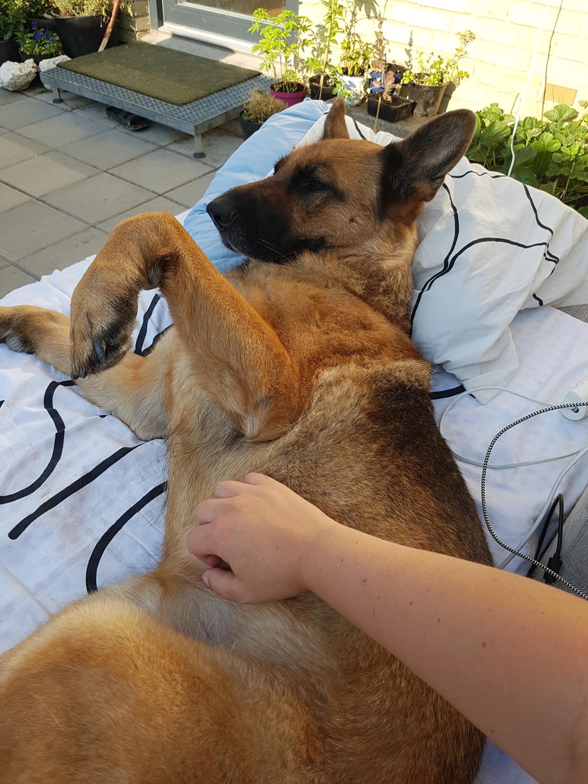 Schæferhund Arijel's Fidji  billede 5