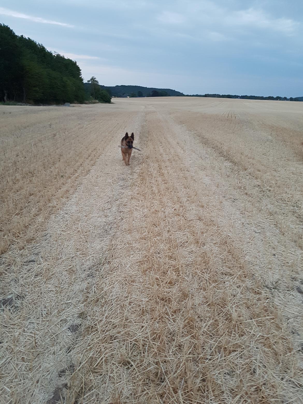 Schæferhund Arijel's Fidji  billede 6