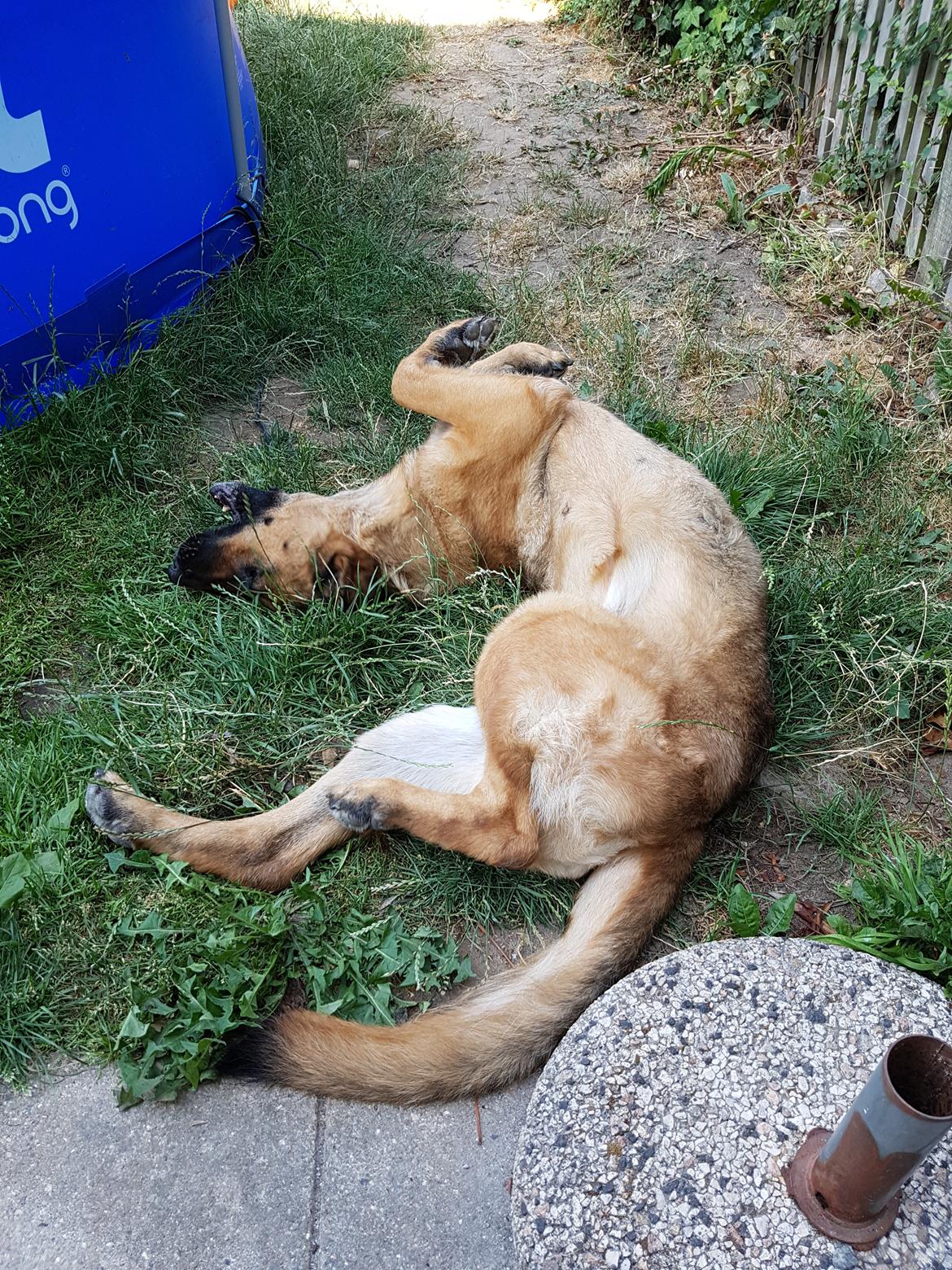 Schæferhund Arijel's Fidji  billede 7