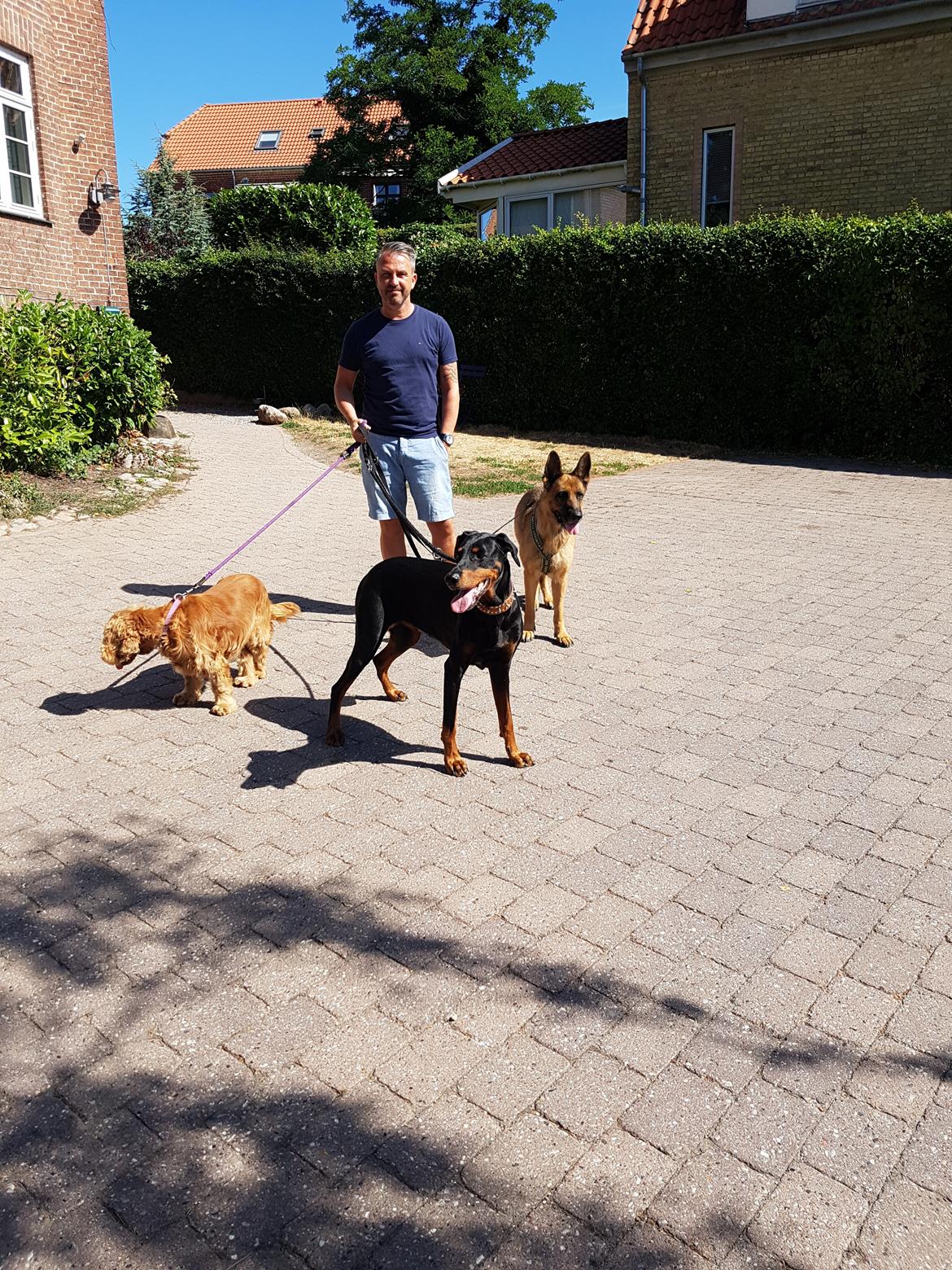 Schæferhund Arijel's Fidji  billede 8