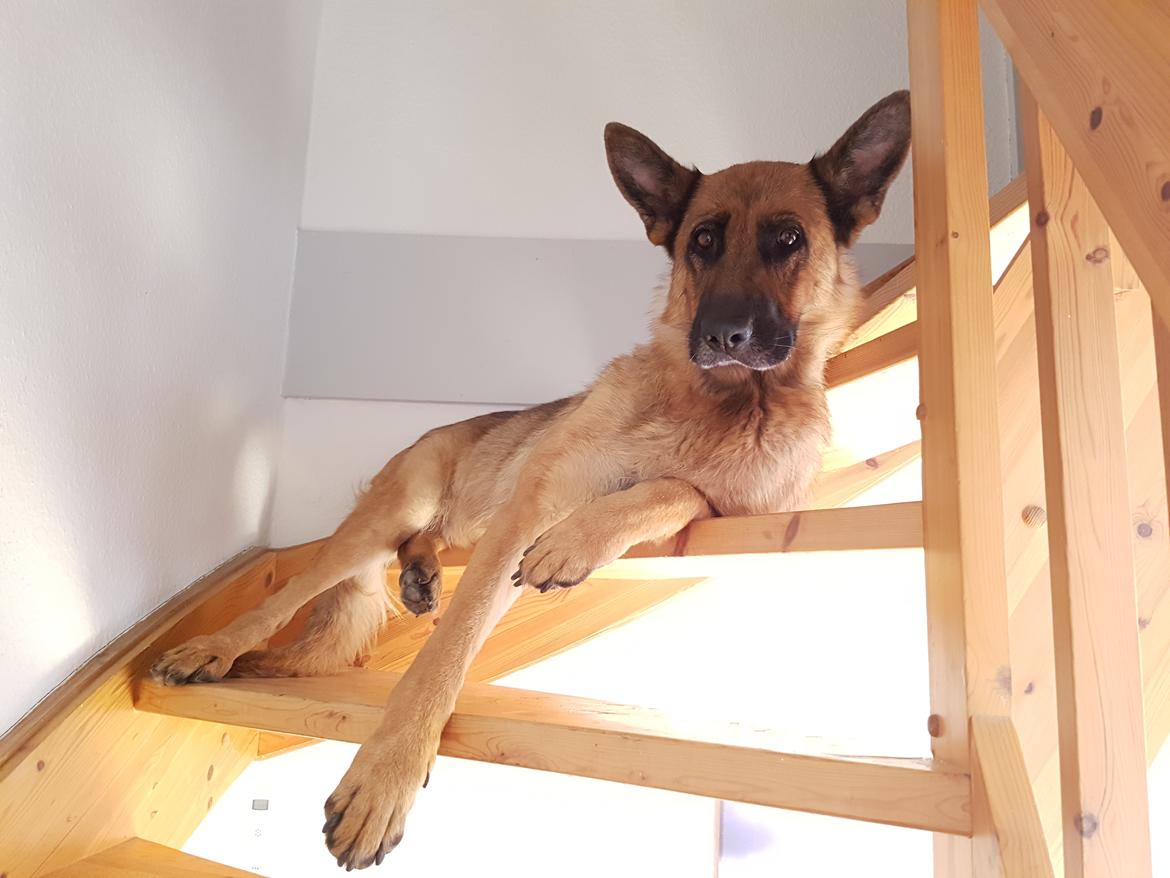 Schæferhund Arijel's Fidji  billede 9