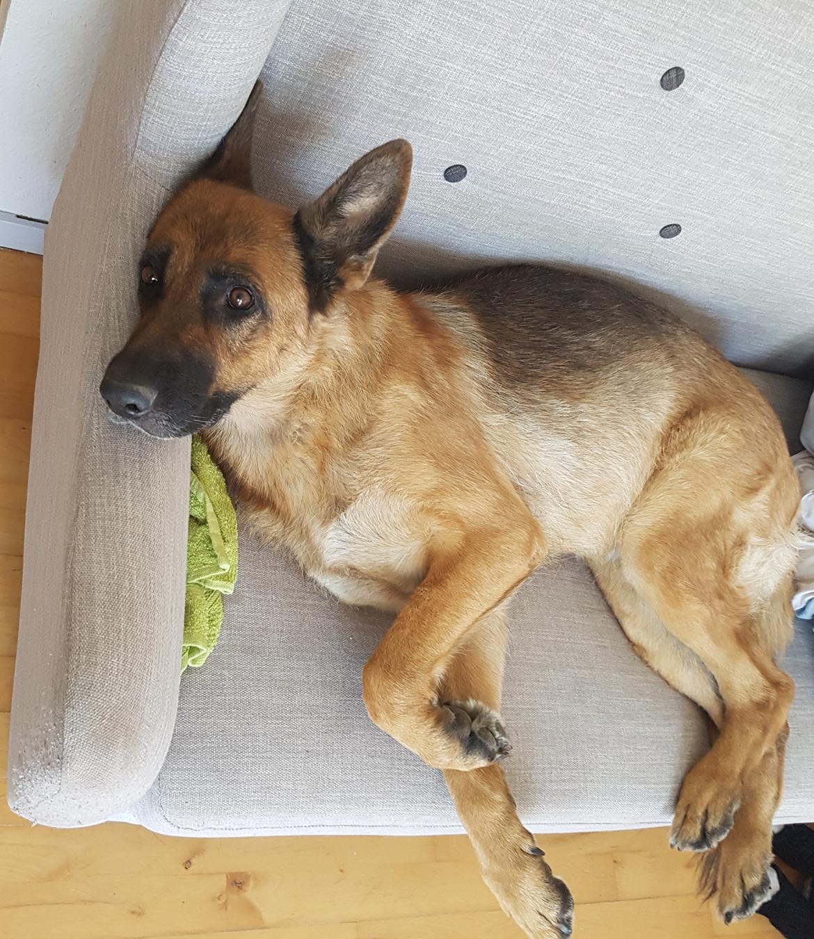 Schæferhund Arijel's Fidji  billede 10