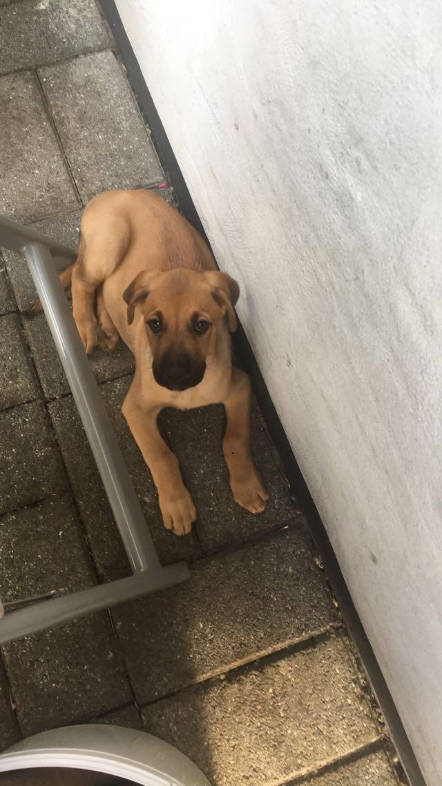 Blanding af racer Bentley billede 1