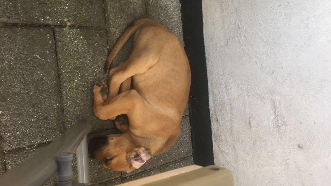 Blanding af racer Bentley billede 2