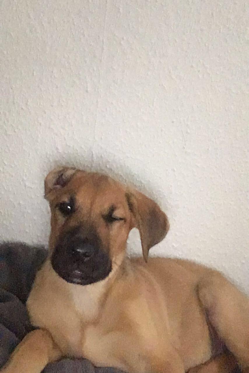 Blanding af racer Bentley billede 3