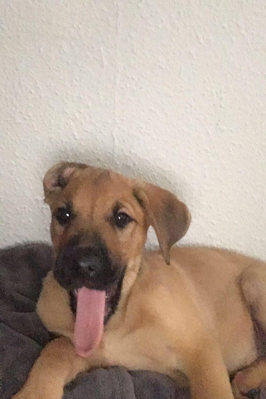 Blanding af racer Bentley billede 4