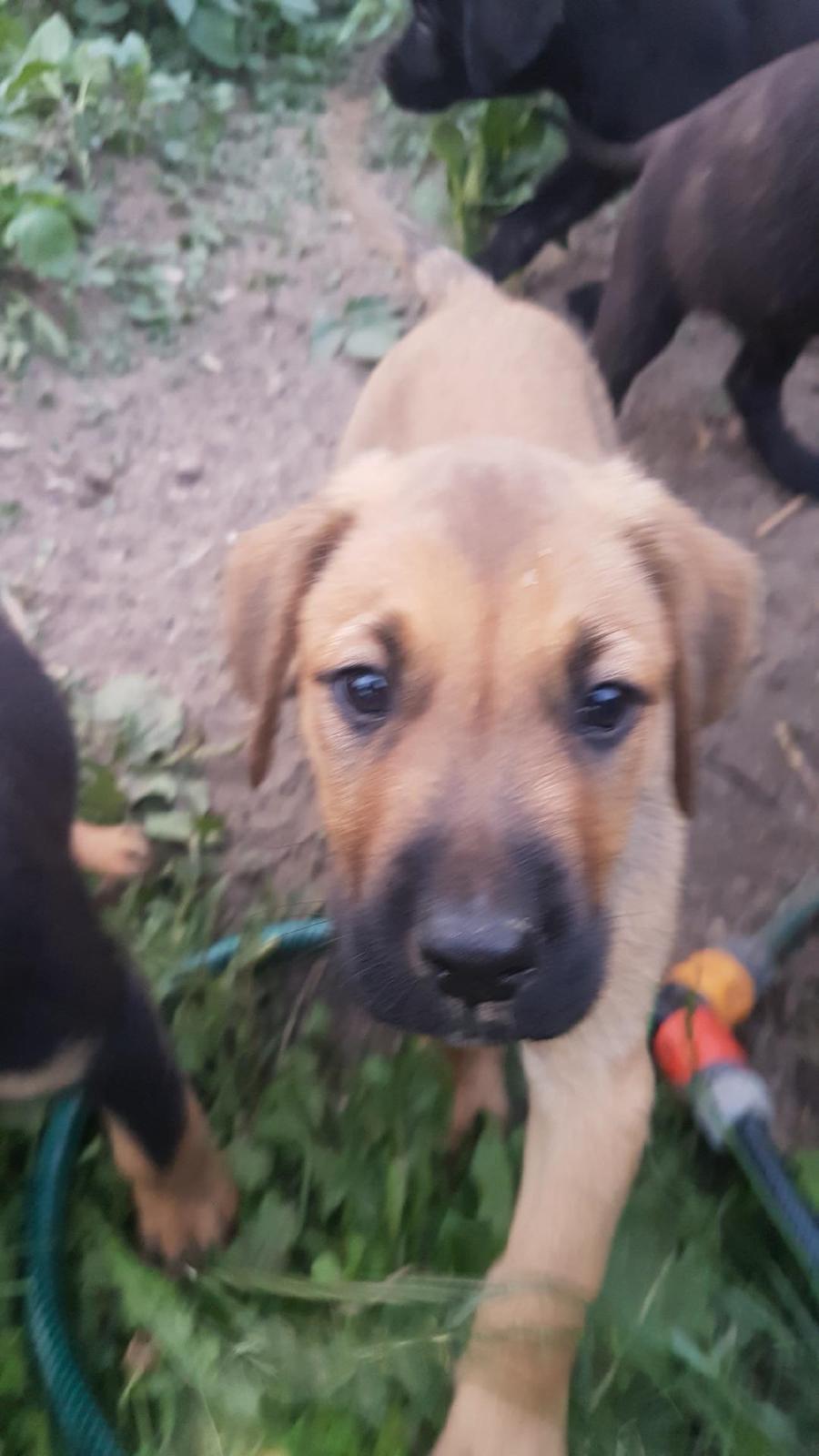 Blanding af racer Bentley billede 6