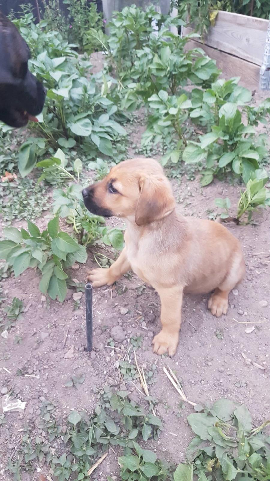 Blanding af racer Bentley billede 7