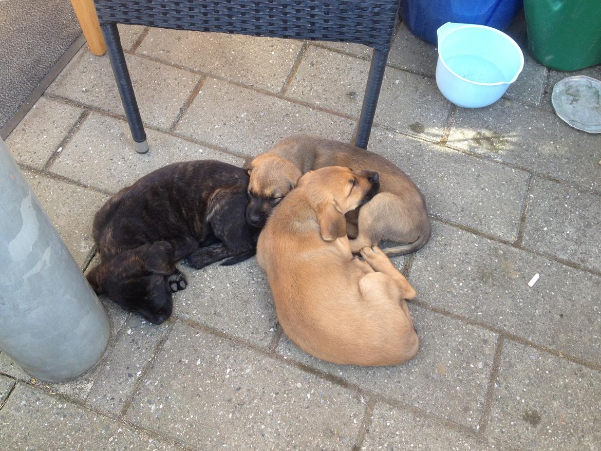 Blanding af racer Bentley billede 5