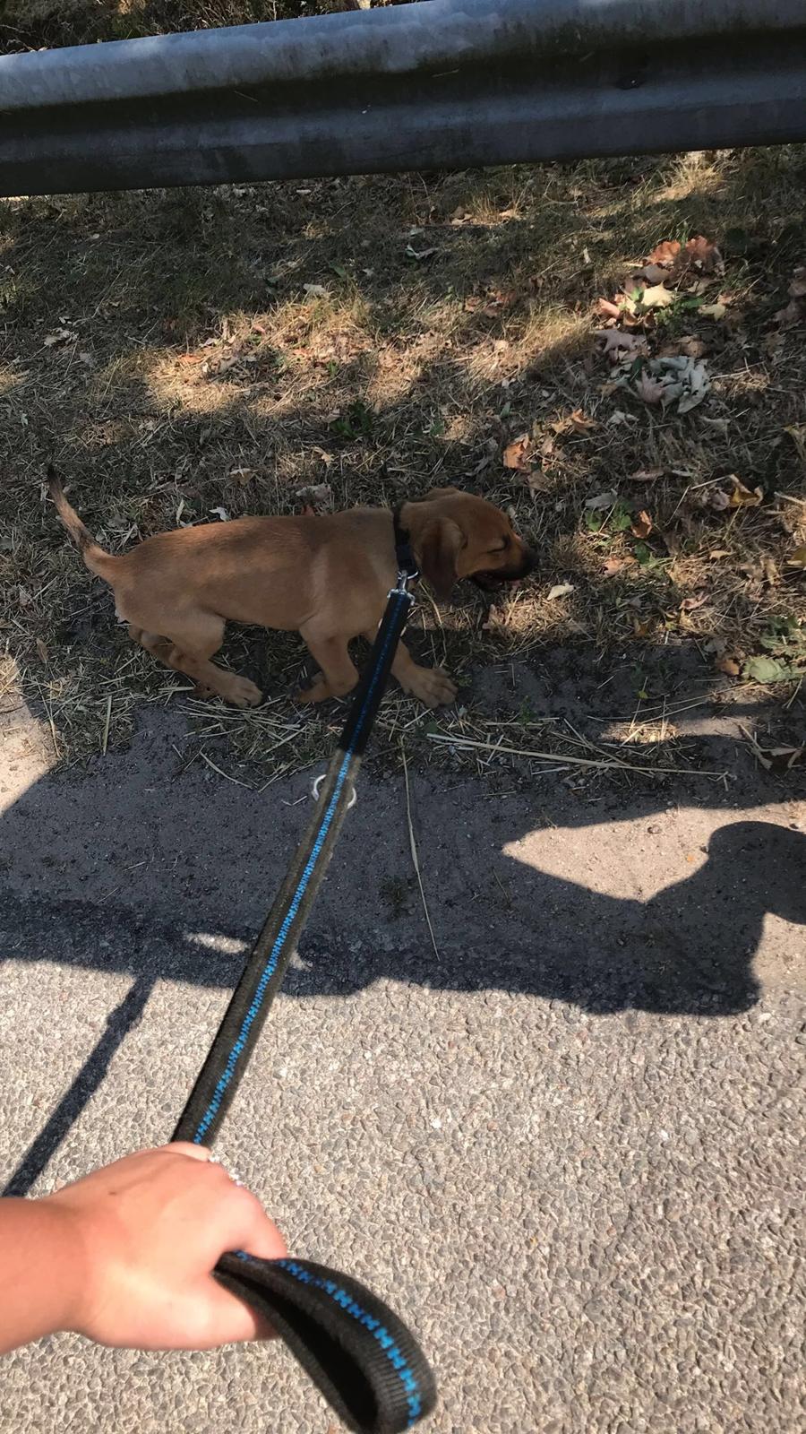 Blanding af racer Bentley billede 8