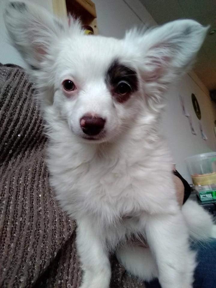 Blanding af racer LaBelle aka Bell Bell billede 1