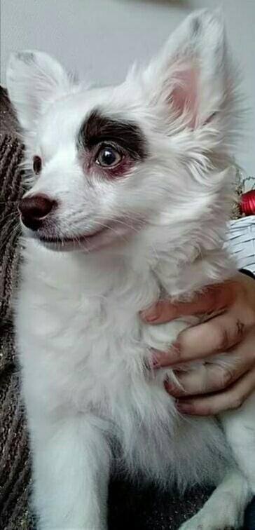 Blanding af racer LaBelle aka Bell Bell billede 2