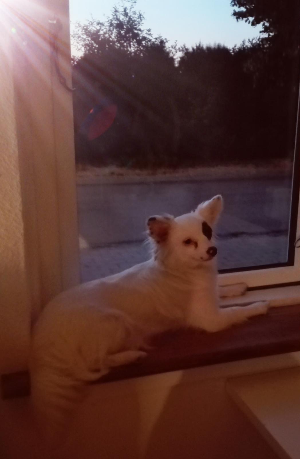 Blanding af racer LaBelle aka Bell Bell billede 3