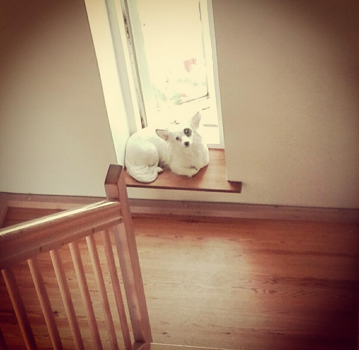 Blanding af racer LaBelle aka Bell Bell billede 4