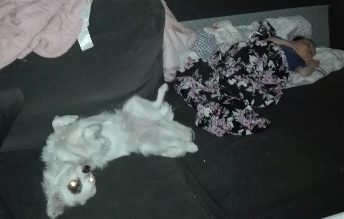 Blanding af racer LaBelle aka Bell Bell billede 8