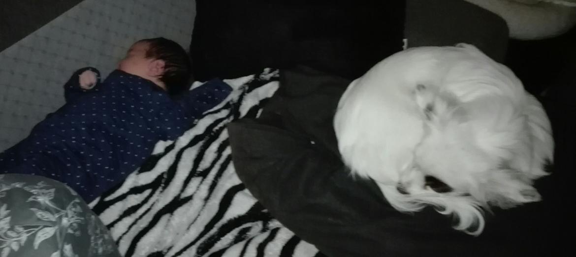 Blanding af racer LaBelle aka Bell Bell billede 9