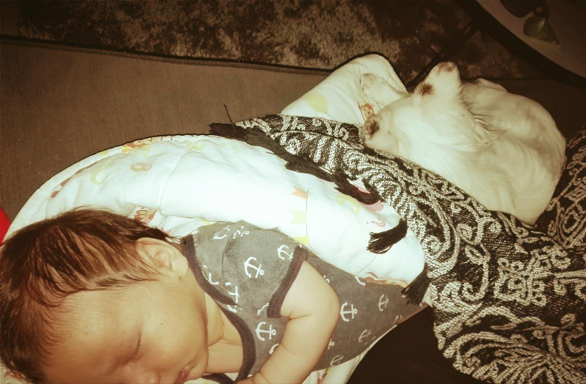 Blanding af racer LaBelle aka Bell Bell billede 6