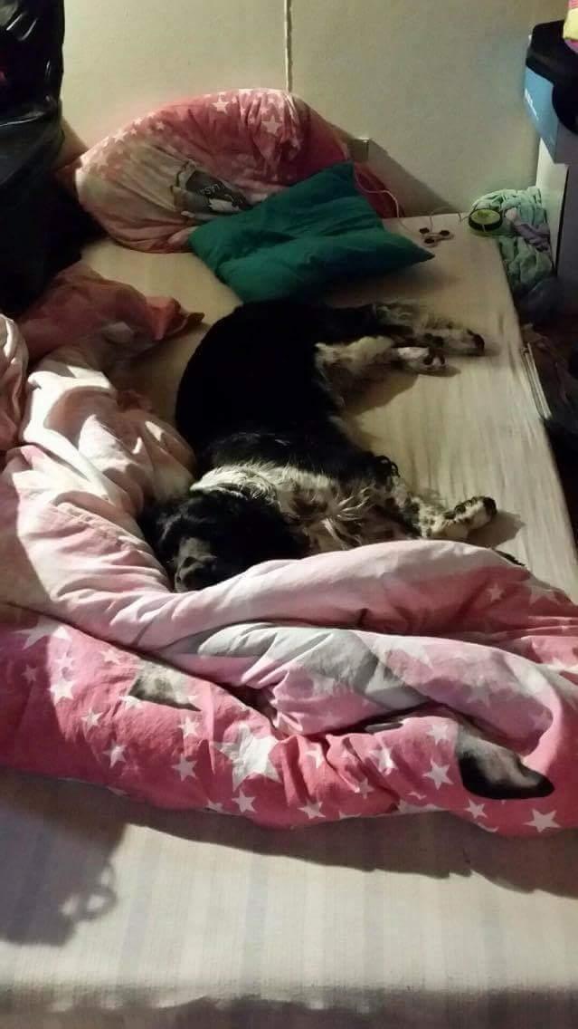 Engelsk springer spaniel (Aflivet) Basse billede 1