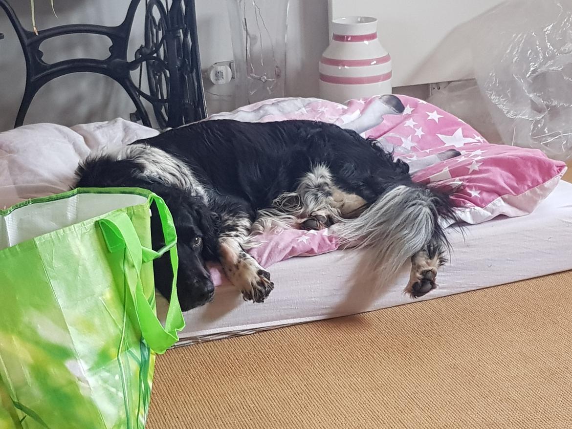 Engelsk springer spaniel (Aflivet) Basse billede 2