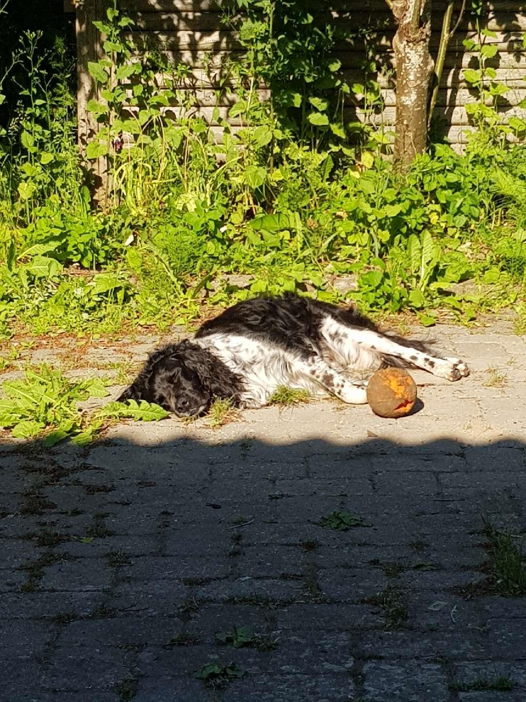 Engelsk springer spaniel (Aflivet) Basse billede 4