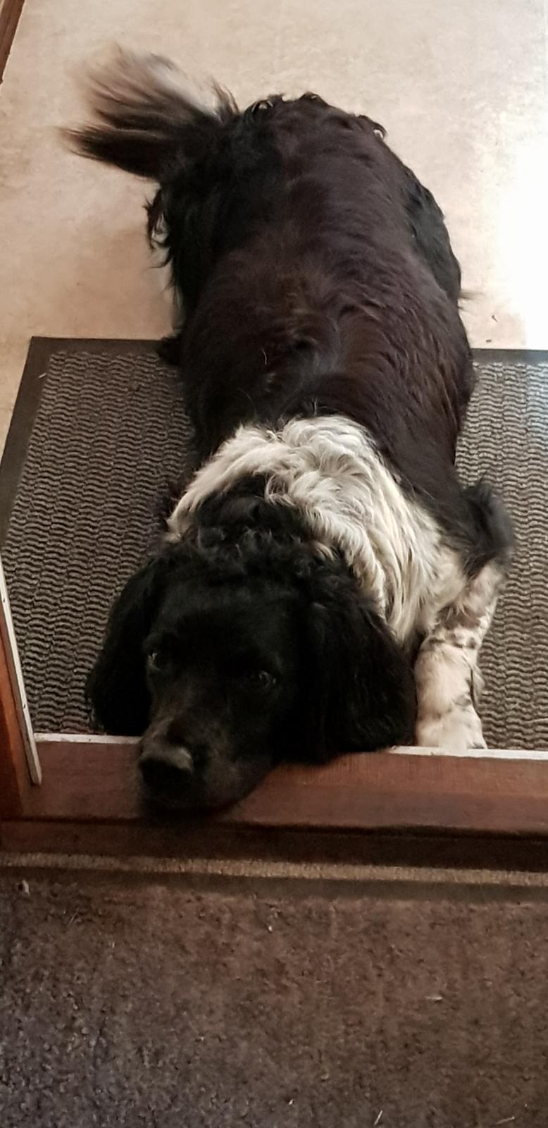 Engelsk springer spaniel (Aflivet) Basse billede 5