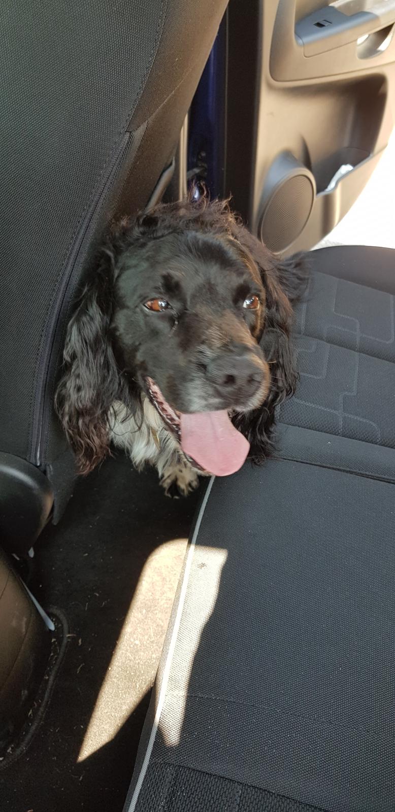 Engelsk springer spaniel (Aflivet) Basse - lillebror åbnede bagdøren i bilen og hunden hoppede ind billede 6