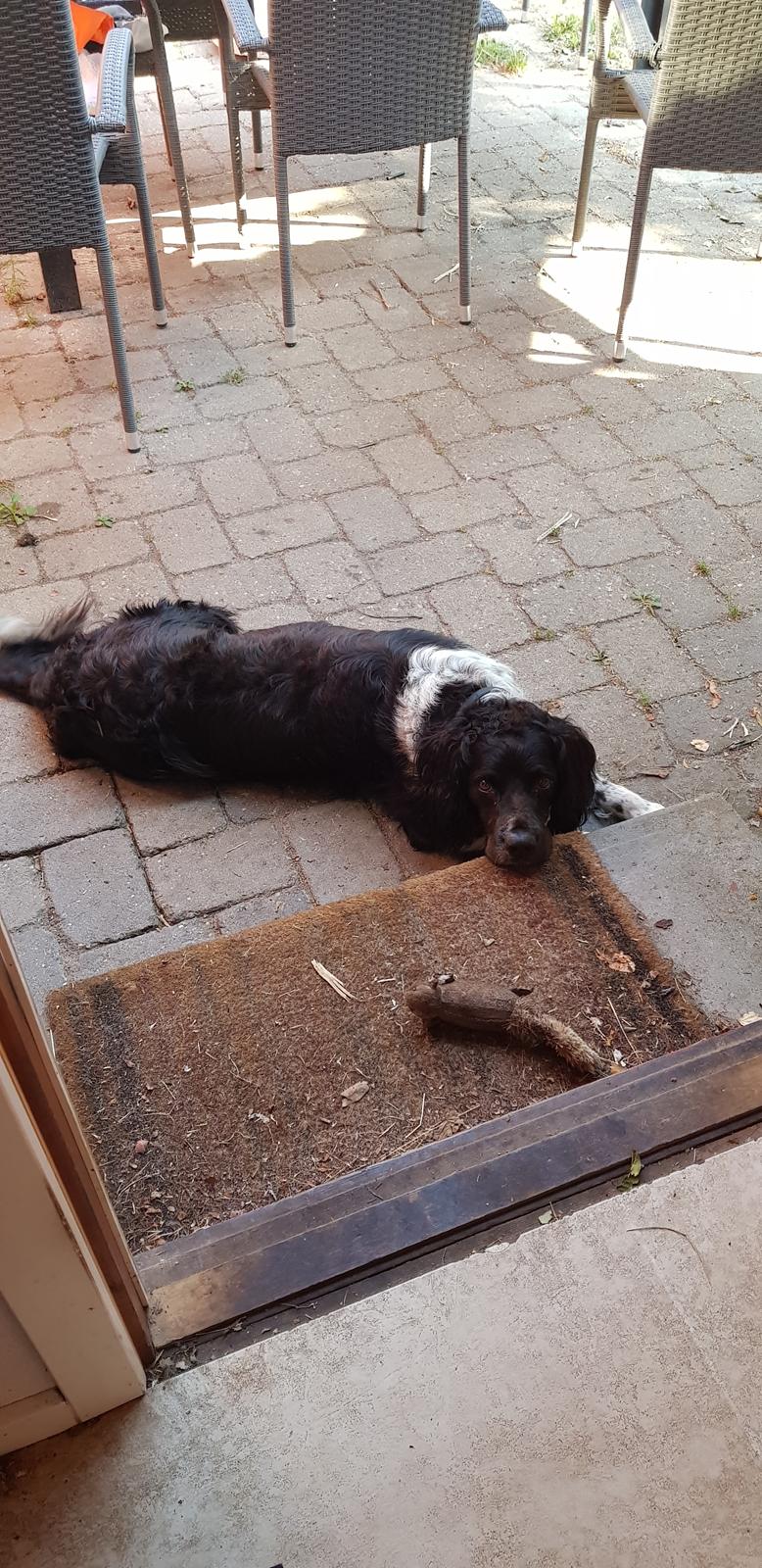 Engelsk springer spaniel (Aflivet) Basse - han vil lege billede 7