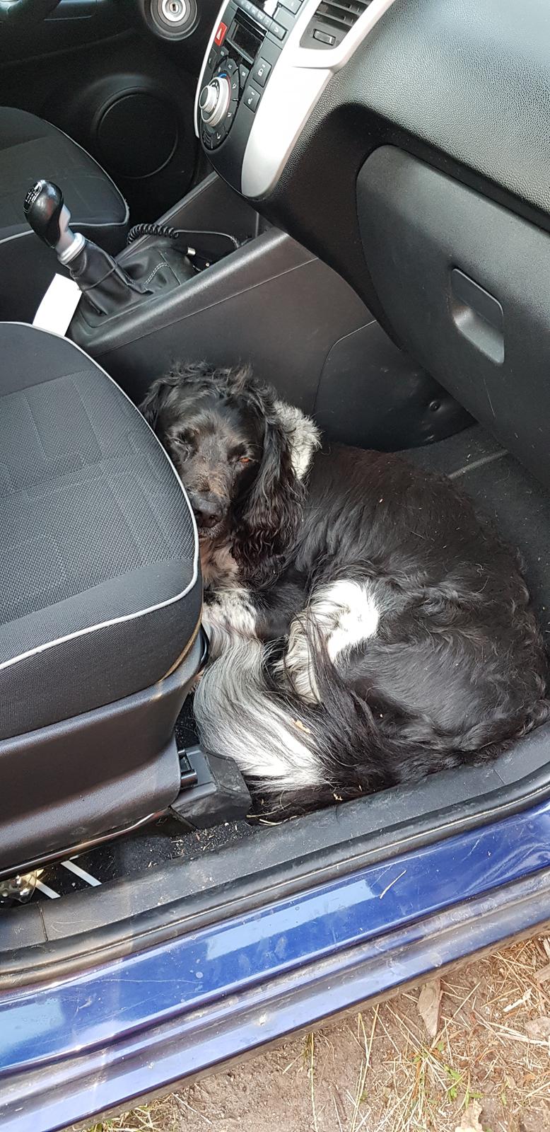 Engelsk springer spaniel (Aflivet) Basse - sedet i bilen blev selvfølgelig taget længere tilbage  billede 8