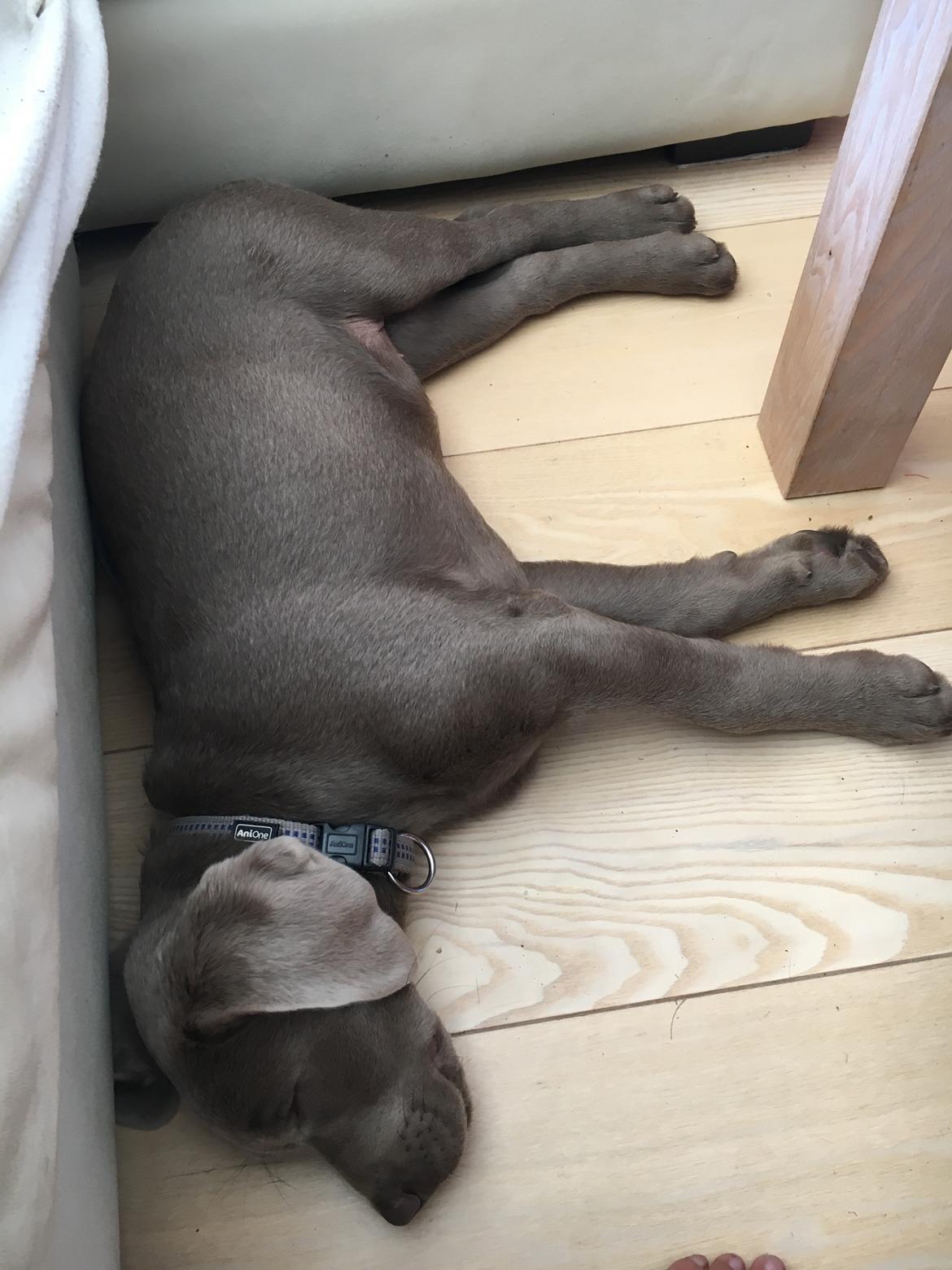 Labrador retriever Peace of Silver Carastella Aka. Nala. billede 10