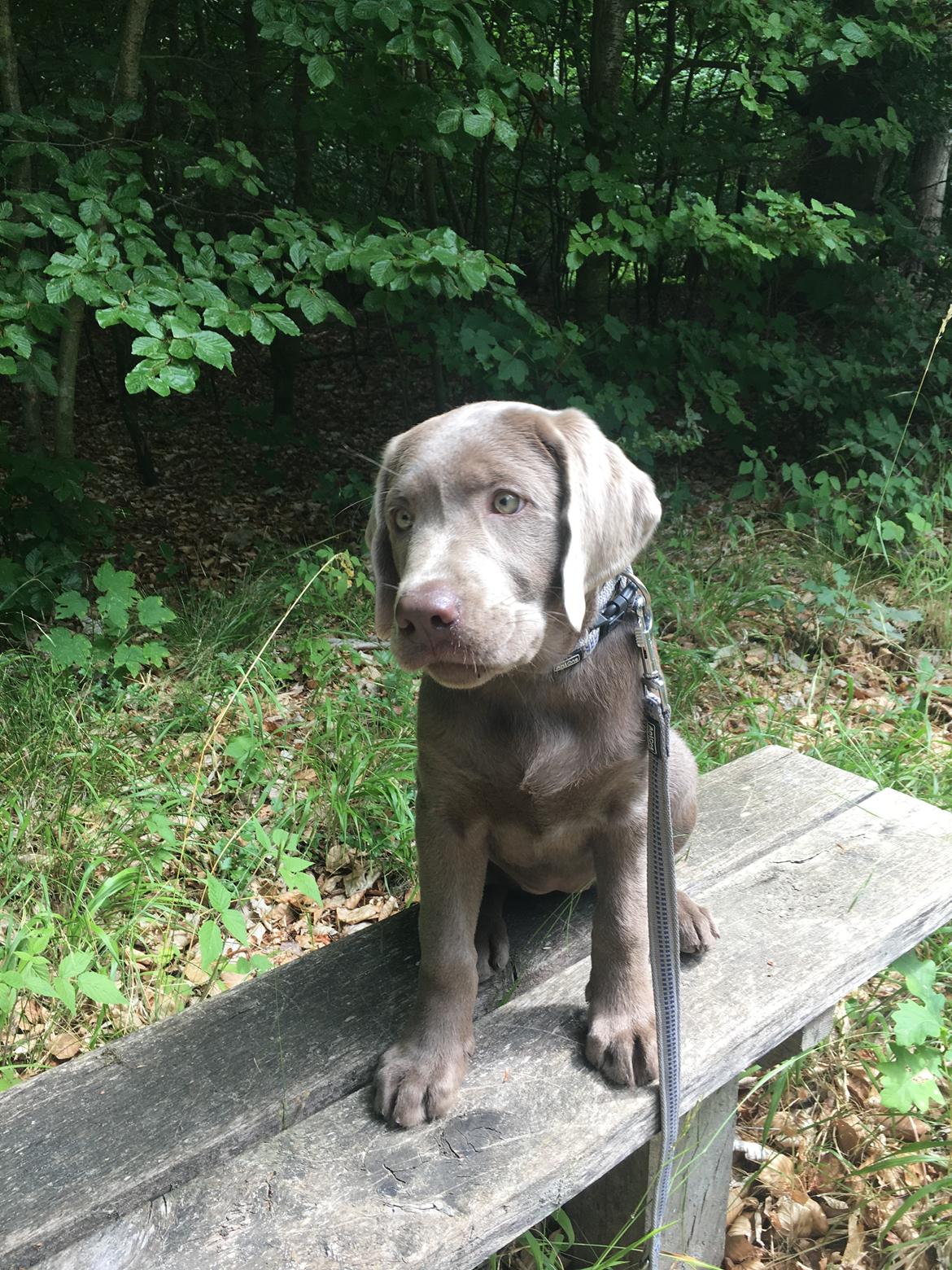 Labrador retriever Peace of Silver Carastella Aka. Nala. billede 12