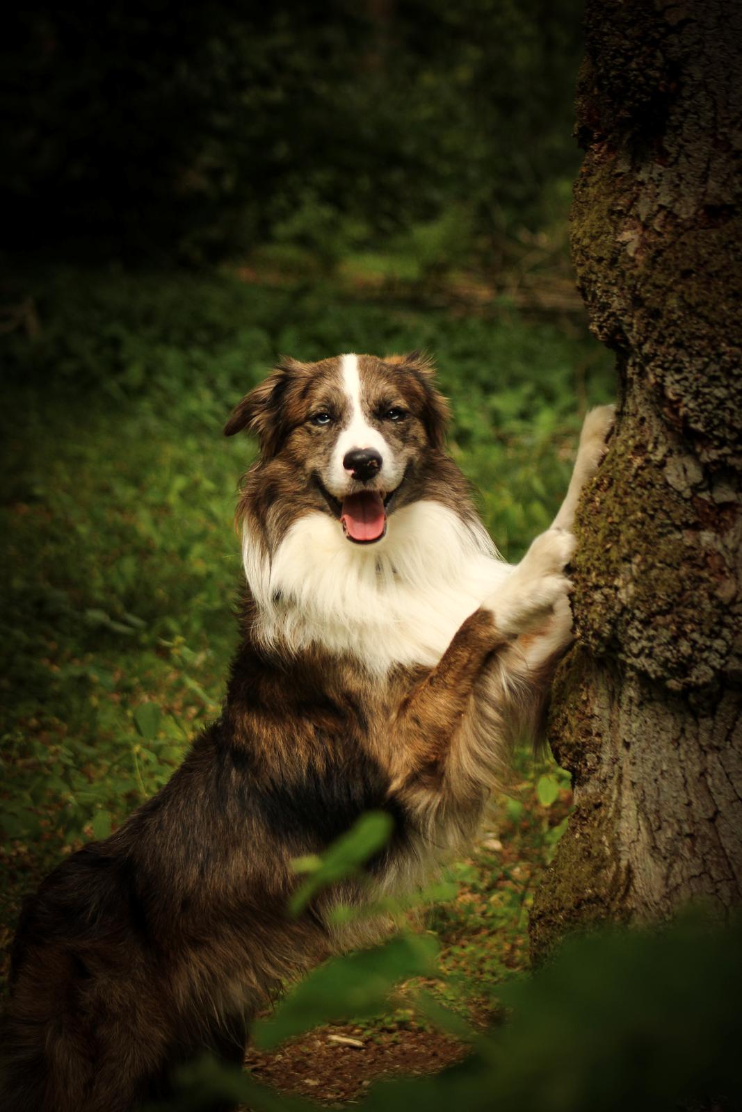 Border collie Chic Coral Sunshine Valmar billede 15