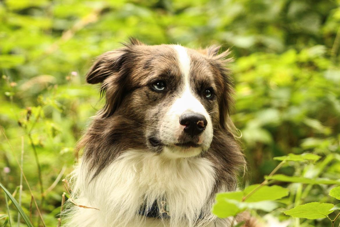 Border collie Chic Coral Sunshine Valmar billede 21