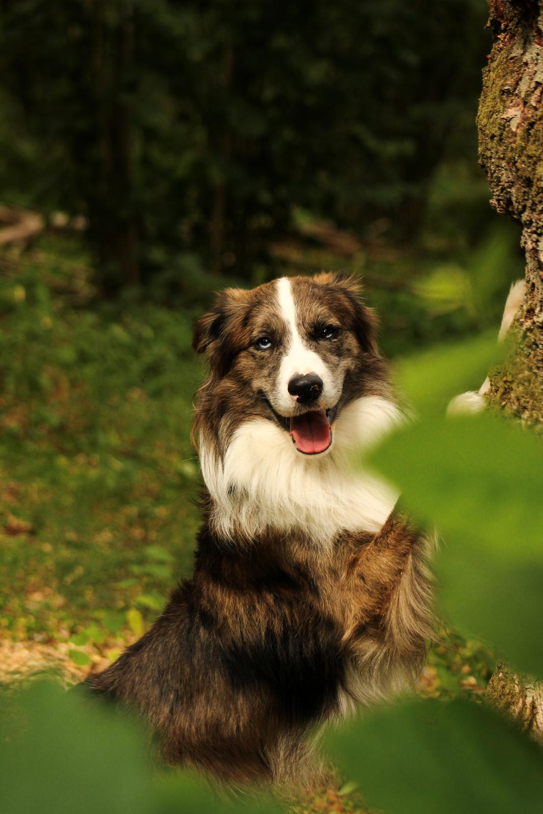 Border collie Chic Coral Sunshine Valmar billede 24