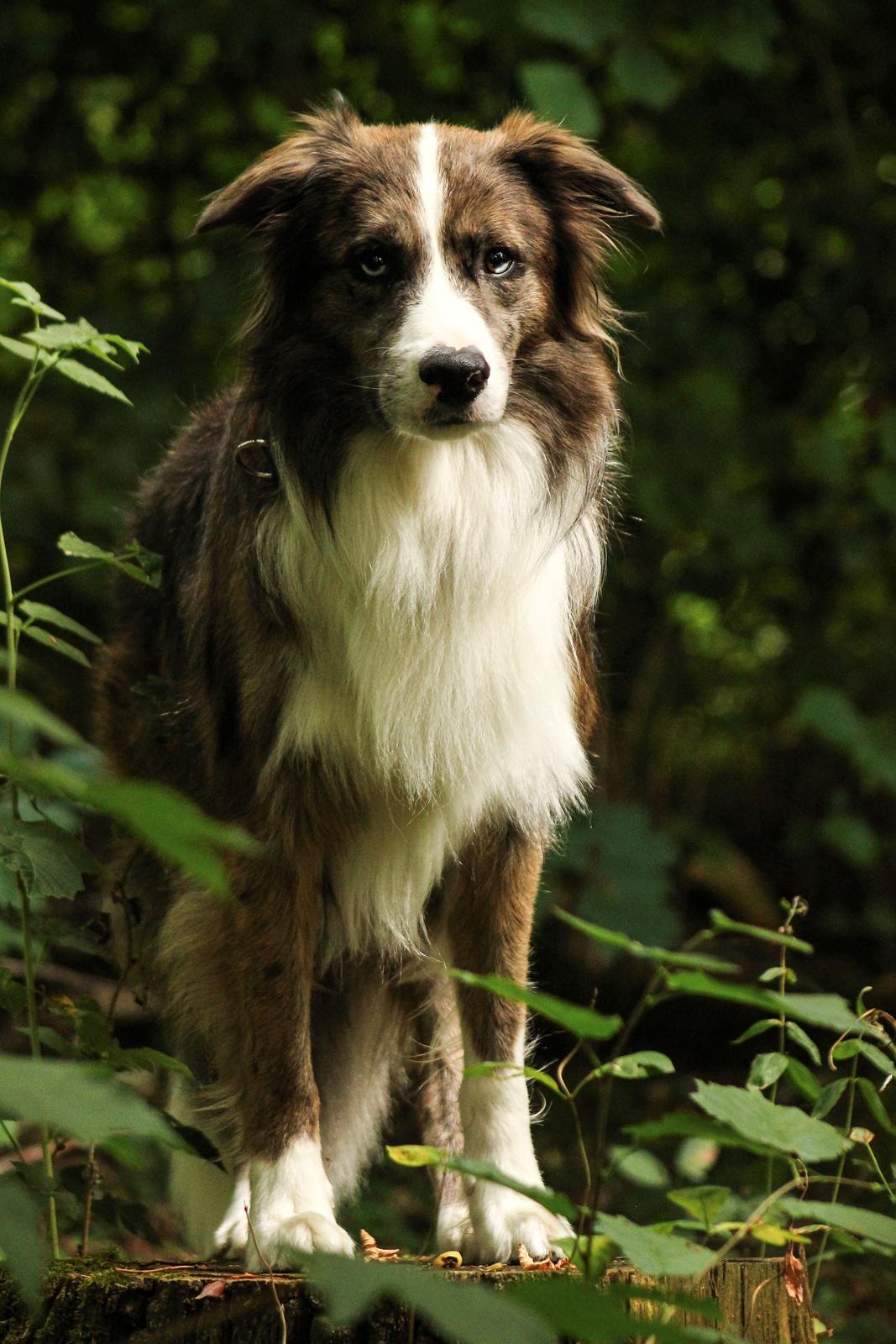 Border collie Chic Coral Sunshine Valmar billede 28