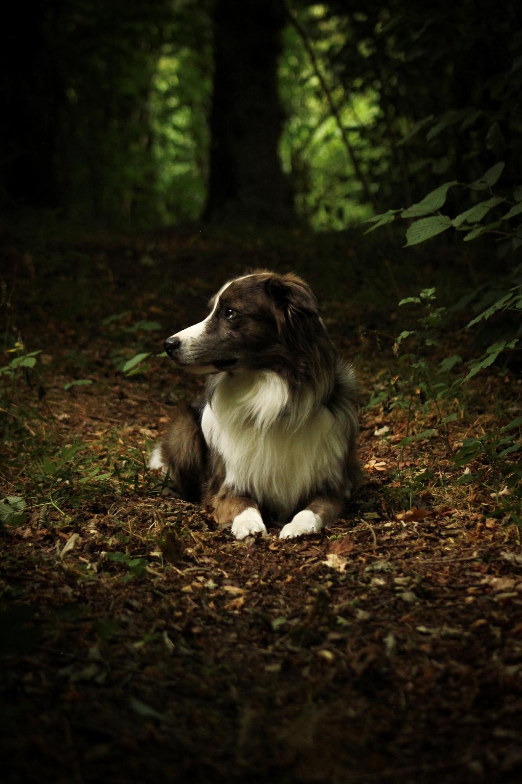 Border collie Chic Coral Sunshine Valmar billede 32