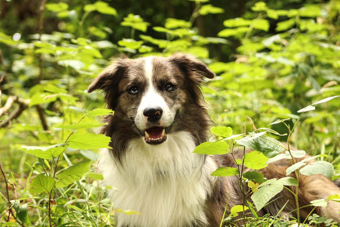 Border collie Chic Coral Sunshine Valmar billede 22