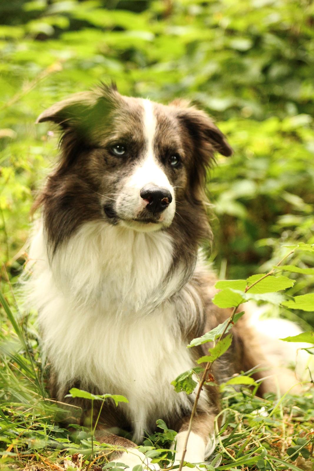 Border collie Chic Coral Sunshine Valmar billede 23