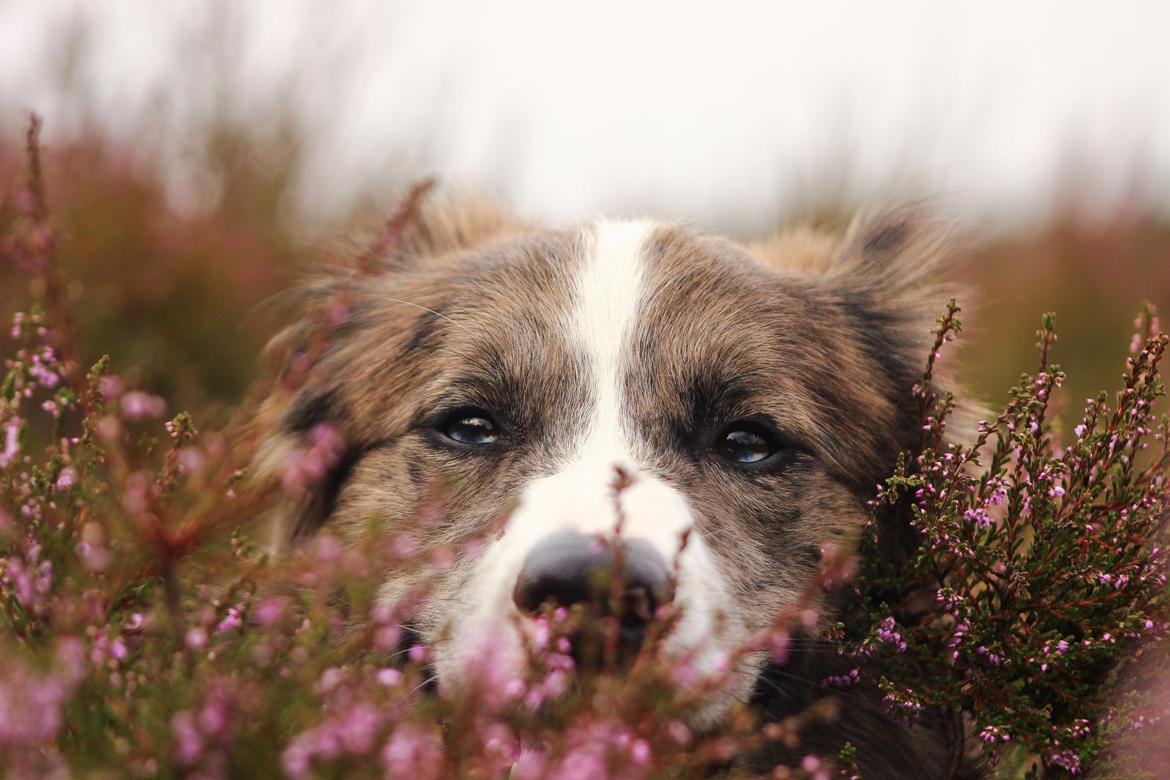 Border collie Chic Coral Sunshine Valmar billede 30