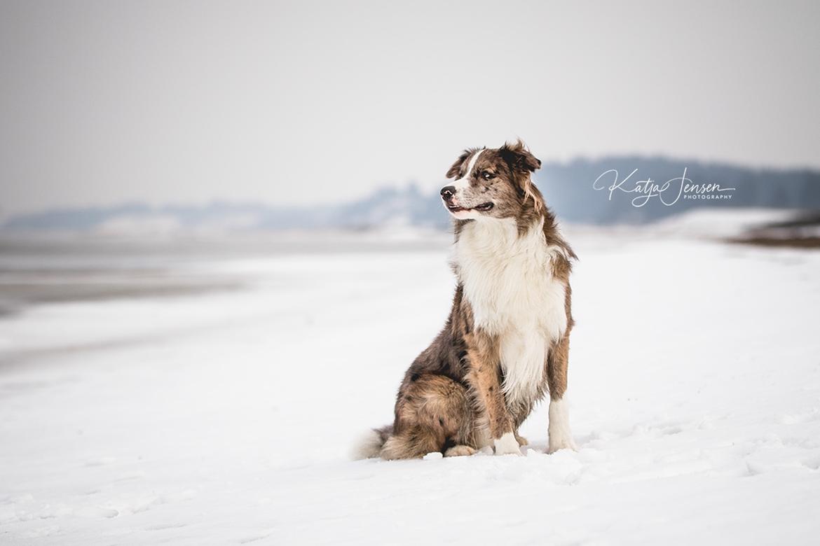 Border collie Chic Coral Sunshine Valmar billede 36