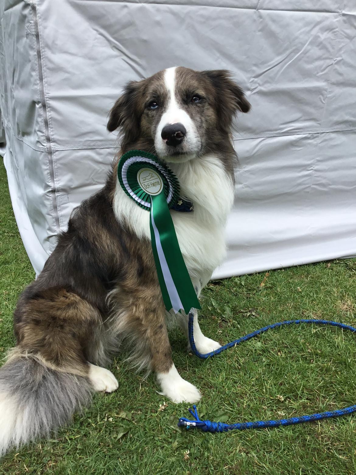 Border collie Chic Coral Sunshine Valmar billede 37